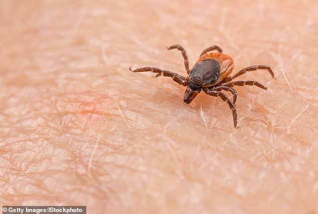 Experts warn the eight-legged creatures could be active in northern areas of the US, especially in wooded areas, until late November