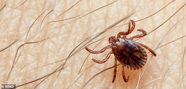 CCHF, a tick-borne virus, has a mortality rate of up to 40 percent and causes symptoms similar to Ebola, according to the World Health Organization (stock image)