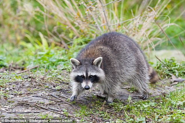 The strain of rabies that the now-deceased kitten was found to have is normally linked to raccoons east of Appalachia, and has never before been seen in Nebraska (stock photo)