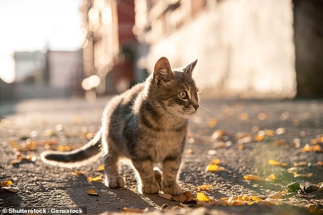 The stray kitten taken in by an Omaha family was later found to have rabies – a preventable, viral disease that usually spreads through the bite of a rabid animal – after being tested by a vet (stock photo)