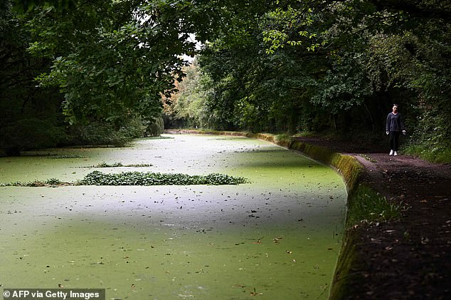 During the study, the song of the Bandari purple butterfly was played on duckweed, a common grass used as animal feed that is high in protein.