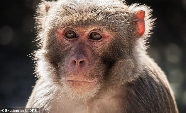 Researchers at eGenesis and Harvard Medical School transplanted kidneys from genetically modified Yucatán miniature pigs into macaques (stock image)