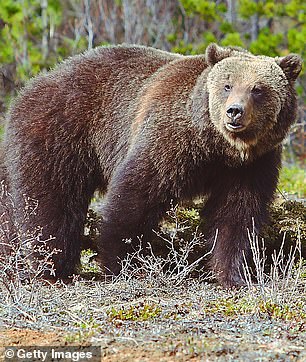 Officials are unsure if the bear involved was a grizzly bear or a black bear