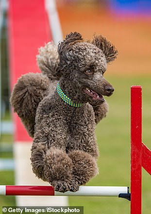 Dog Olympics are becoming increasingly common in humane societies.  Dog shows and exhibits remain popular in the US