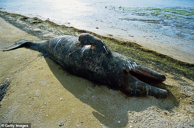 There have been three unusual and puzzling mass die-offs since gray whale populations rebounded in the mid-1980s.  The first occurred between 1987 and 1989, killing at least 700 gray whales.  The second incident occurred between 1999 and 2000, and the death toll reached 651 people.