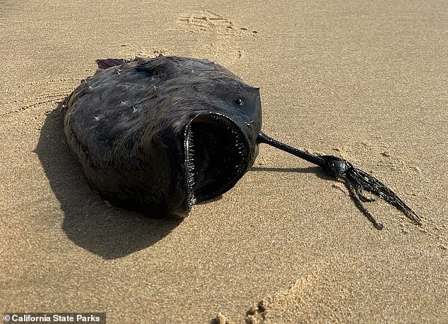 Beachgoers who visited Crystal Cove State Park in Newport Beach this month found a black creature lying on the sand.