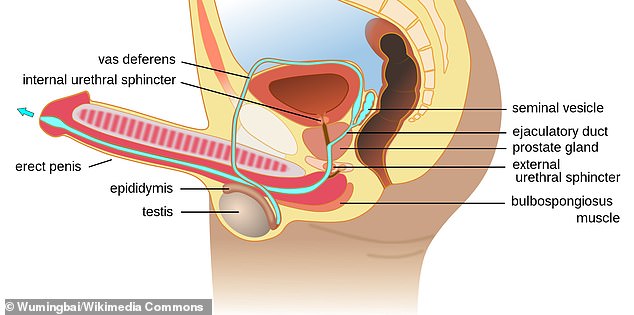 Some people have a rare condition in which semen passes into the bladder instead of out the urethra