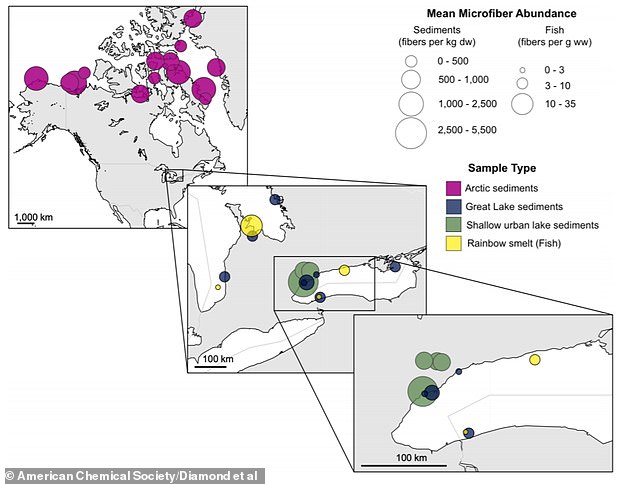 Scientists in Canada have found alarming levels of denim microfibers in aquatic ecosystems.  Above, the distribution of average microfiber concentrations from the sediment samples they analyzed, including fibers found in the Canadian Arctic, the Great Lakes and rainbow trout.