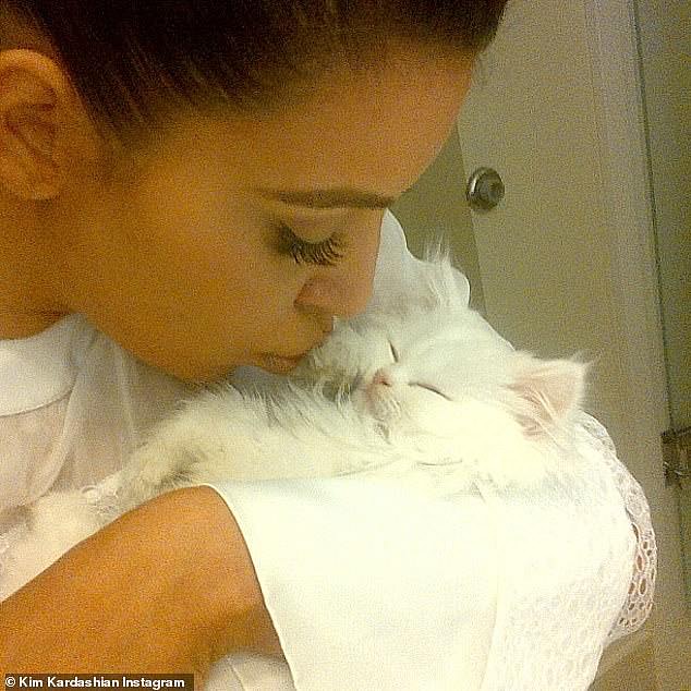 Several flat-faced cats have also increased in popularity in recent years, including Persians, British Shorthairs, and Birmans.  In the photo: Kim Kardashian with her cat
