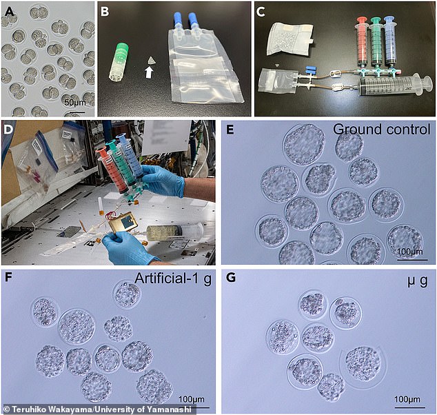 Researchers sent specially frozen mouse embryos to the ISS to test whether humans could possibly reproduce in space