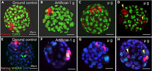 Even under microgravity, the mouse embryos were able to divide normally and differentiate into the different types of cells needed to form an embryo and a placenta.