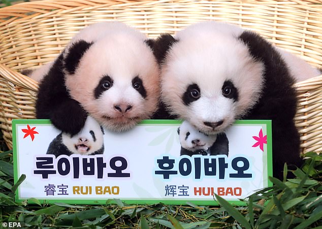 Giant panda twins born at Everland theme park have been revealed in a public naming ceremony - after around 500,000 people voted to choose their names