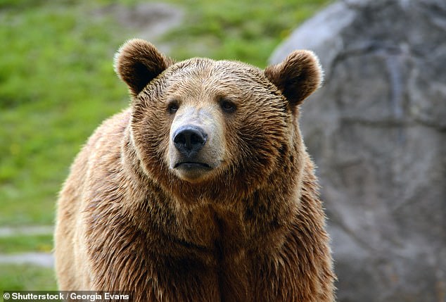 Around 8pm on Friday, Colin Inglis, a relative of the couple, said he received a horrific SOS message from the couple's GPS device: 'Bear attack bad' (Stock Image)