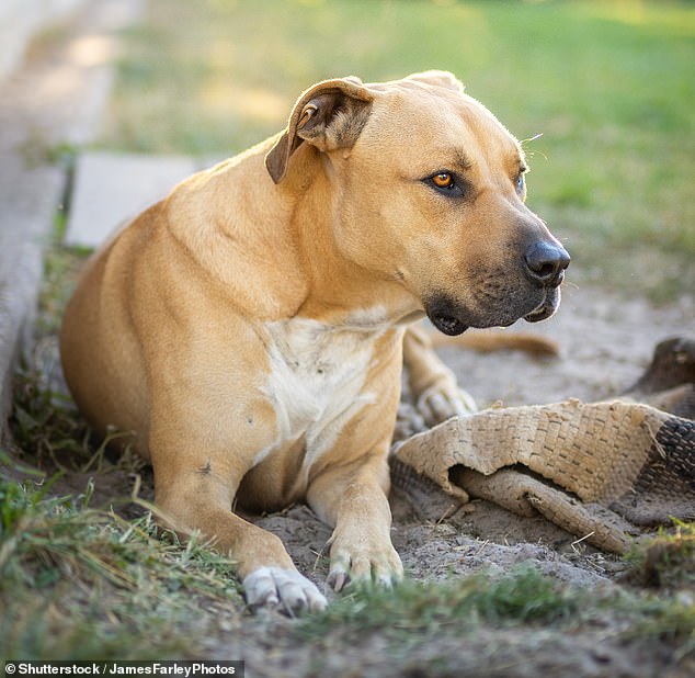 Snowflake (not pictured), a family-loved Staffordshire bull terrier cross, died after animal control officers restrained him but were then unable to remove their trap post (stock image)