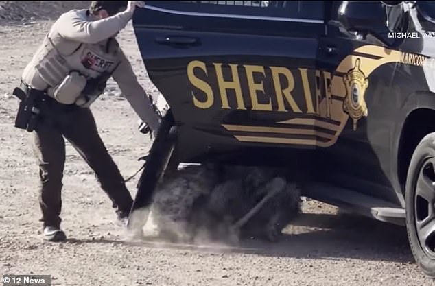 Video shows officers struggling with the unusual pet as they tried to get it into a police car