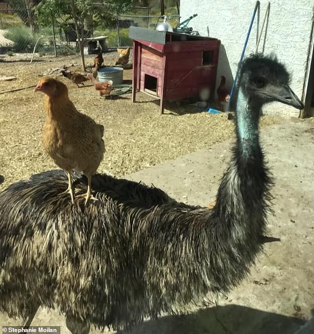 The emu, known as Richard, is seen in better times