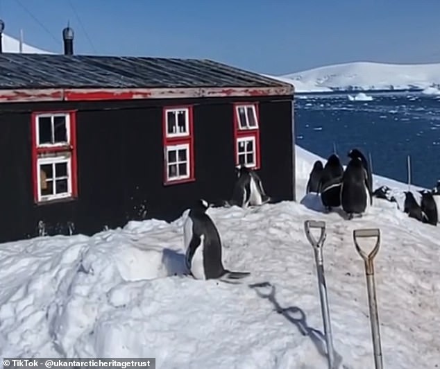 In an effort to give potential candidates a taste of what life is like in Antarctica's Port Lockroy, the UK Antarctic Heritage Trust has uploaded a series of TikToks from the remote base