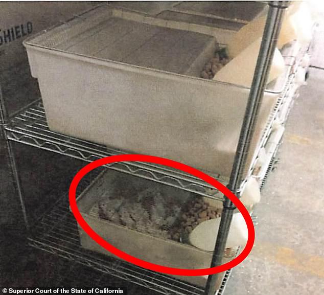 Nearly 1,000 abused and malnourished white laboratory mice were discovered in poor conditions at the facility.  About 200 of them were already dead.  The remainder were humanely euthanized by a veterinarian