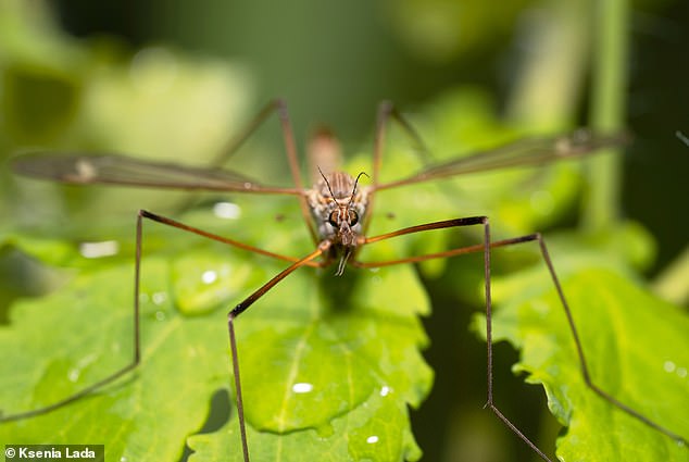 The most common type of crane fly in the UK is - and the one we're all likely to find crashing into the walls of our homes - called Tipula paludosa (pictured)