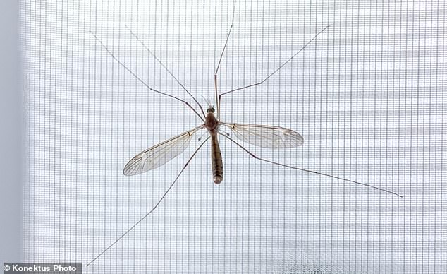 Daddy longlegs only have a few days to reproduce before they die – and they accidentally enter our homes around this time of year while searching for mates.