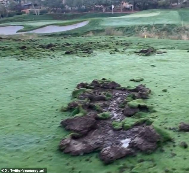 A viral video shows the golf course in Sedona, Arizona being dug up by these wild pig-like creatures as they search for food