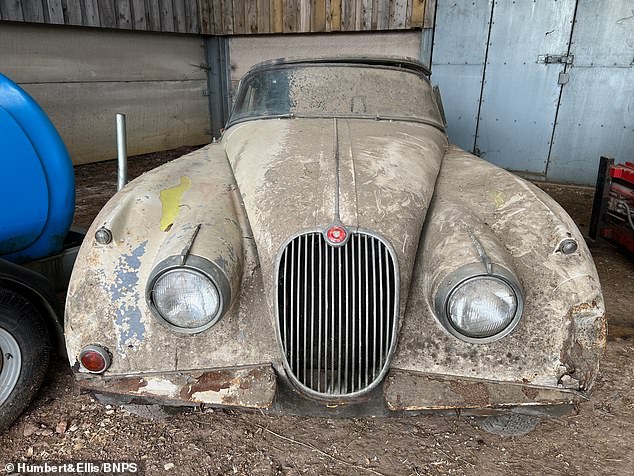 The 1958 Jaguar XK150 drophead coupe was owned by a farmer who bought it as a restoration project about 30 years ago.  But it languished on one side of his barn, where his chickens rested in it.  Unable to move it, the owner decided to brick it up and build a breeze block wall to hide it