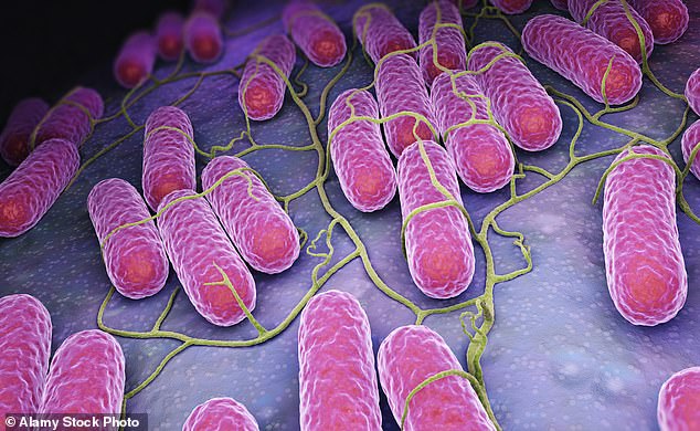 Salmonella is a group of bacteria that infect the intestines.  It is often caused by contaminated food or water.  Symptoms of infection include diarrhea, stomach cramps and sometimes vomiting and fever.  On average, it takes 12 to 72 hours for symptoms to develop after ingesting an infectious dose of salmonella.  The photo shows a culture of salmonella bacteria