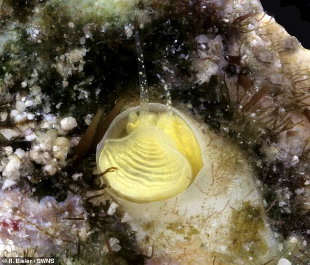 A new species of bright snail discovered in the Florida Keys is named after the region's popular cocktail