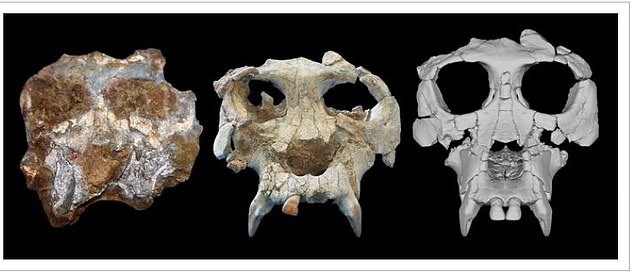 Researchers used CT scans to reconstruct the skull (American Museum of Natural History)