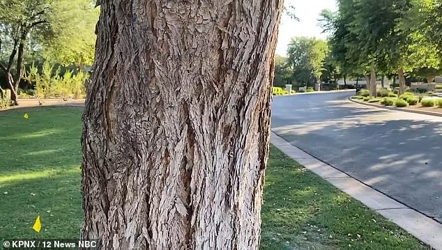 A total of 917 Sissoo trees line the sidewalks and adorn the properties of people in the neighborhood