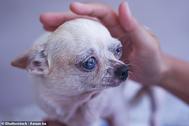 They're often called 'man's best friend', but a new study has found that when it comes to aging, not all dogs are created equal.  (chihuahua stock image)