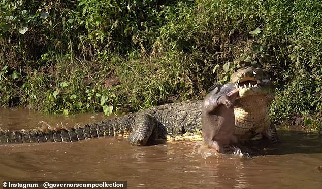 A terrifying video has revealed the moment a huge crocodile ate a baby hippo - with the umbilical cord still attached