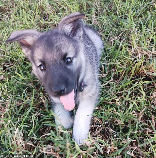 Sitka, the eight-week-old puppy, whined softly during the trip