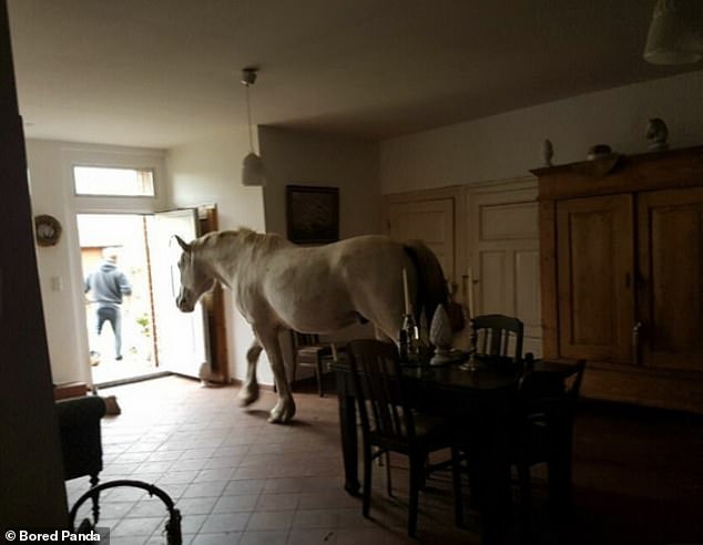 A horse is seen leaving the dining room of a home, leaving potential buyers wondering if the animal is coming with the house