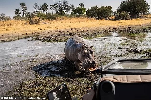 However, the beast continued to confront the vehicle, whose engine had been turned off