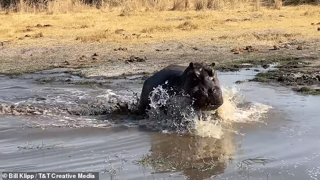 At first, the photographers thought the hippo was making a false attack