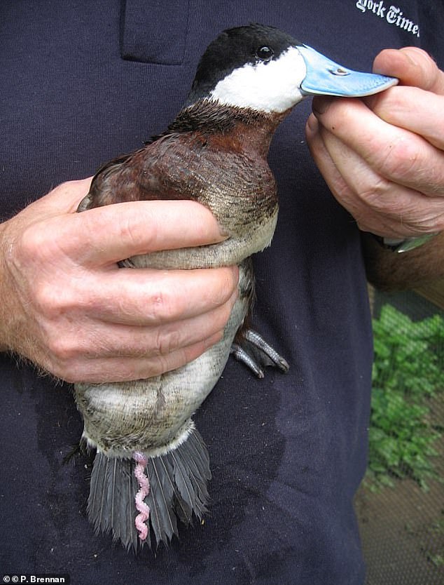 Male ducks are famous for their bizarre penises (pictured are male rufous ducks), which are spiral-shaped, exceptionally long and expand explosively when it's time to mate.