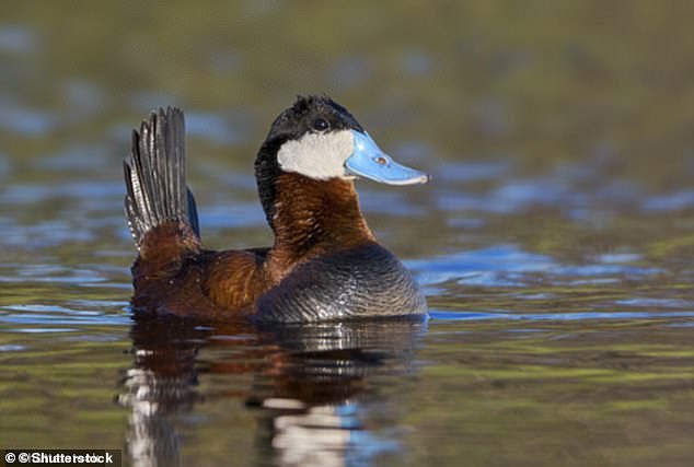 When ducks mate, their male organs grow back.  Each mating season, the penis begins to shrink until it reaches 10% of its full size.  In the photo, a male goosander duck is swimming in the river.  Pictured here is a male red duck with its famous blue beak