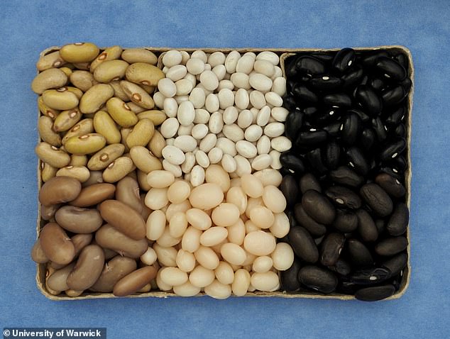 Breakthrough: Beans grown on toast in Britain could soon be on breakfast menus across the country after a bean crop was successfully harvested in the UK for the first time.  The new variety of baked beans was named Capulet (middle and upper uncooked and lower cooked).  Scientists also grew two other types of beans, Godiva (left) and Olivia (right).