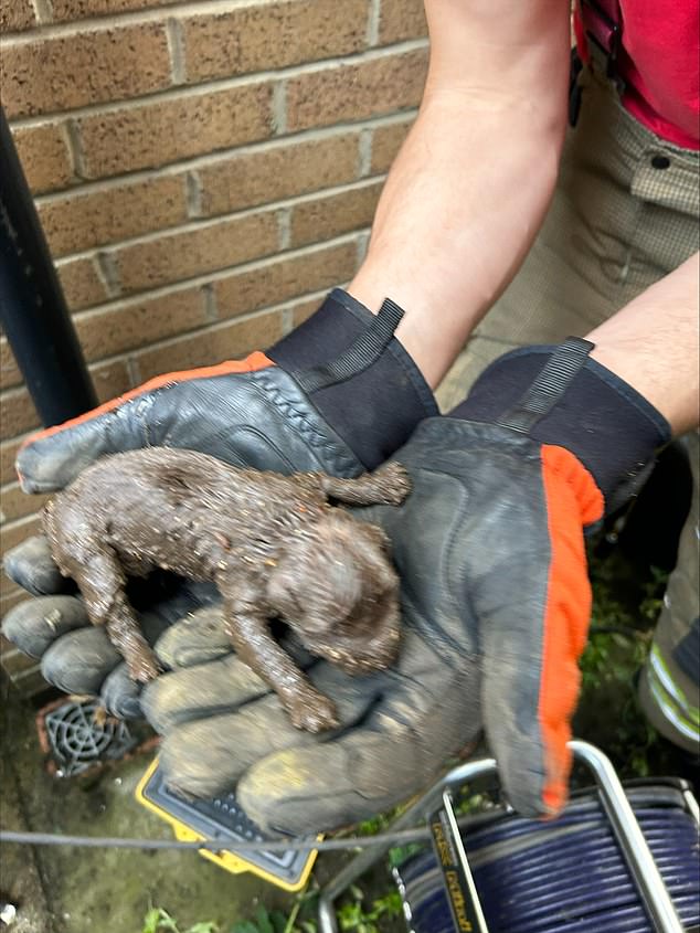 A newborn puppy was rescued after being trapped nine meters underground in a pipe