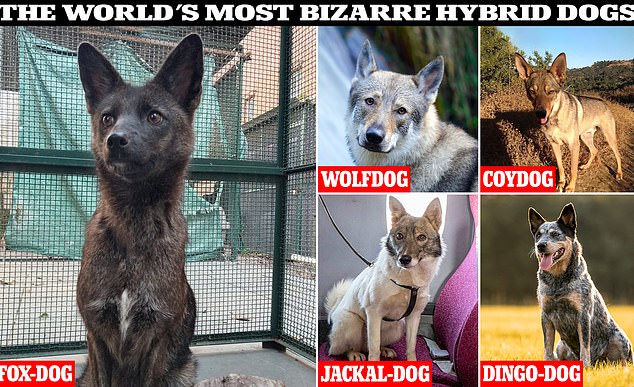 The most bizarre hybrid dogs revealed as the worlds first