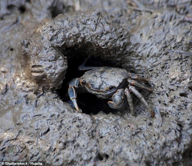 The most likely answer that most people agreed on was one of the crab species that people commonly see in the area (stock image)