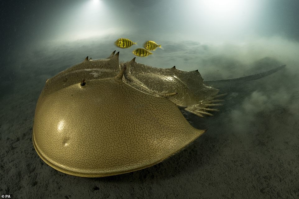 Laurent Ballesta, an underwater photographer and marine biologist from France, has won the Natural History Museum's Wildlife Photographer of the Year award after capturing this image of a horseshoe crab in the waters off Pangatalan Island in the Philippines.