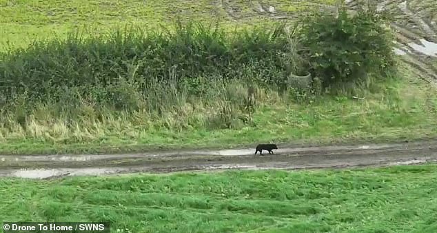 Sad and alone: ​​a drone found a blind dog named Molly, who had been missing for three days.  The 11-year-old black Labrador was in a field in Tissington, Derbyshire