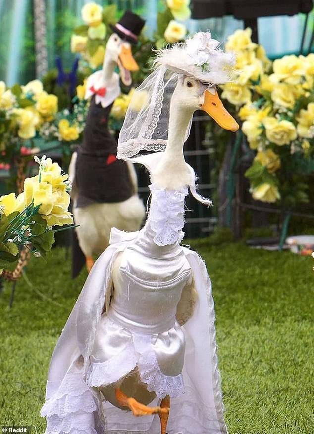 Every year as part of the Royal Sydney Easter Show is the Pied Piper Duck Show which has been going on for over 30 years.