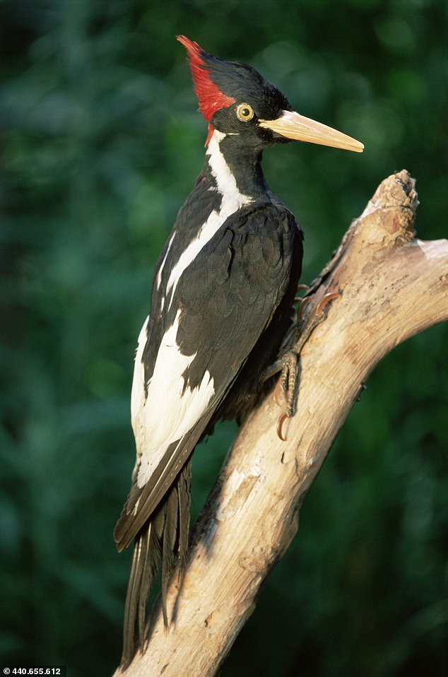 Researchers believe the ivory-billed woodpecker may still be alive