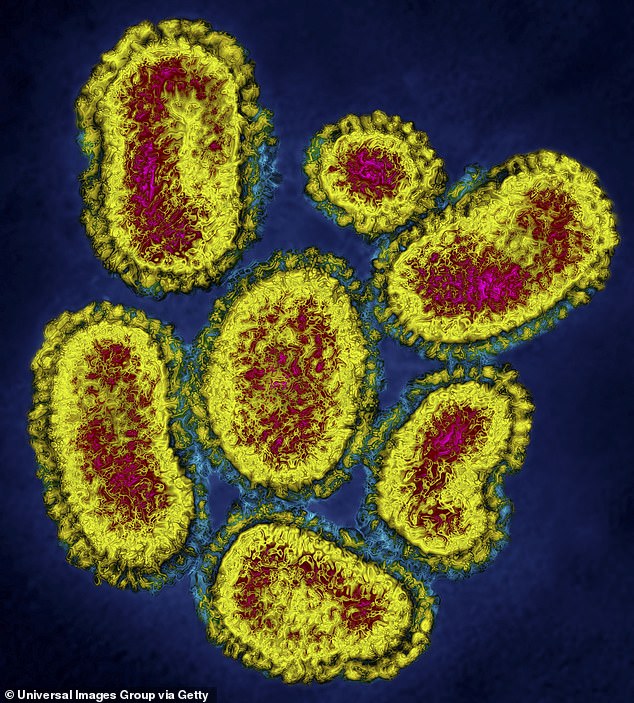 H1N1 (pictured), the virus strain responsible for swine flu, 'could return' to Britain, officials said.  The strain has been largely suppressed in Britain since 2019, but is circulating at high levels this year in Australia, which has just had its winter flu season, suggesting the strain could become dominant again.