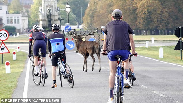 A group of cyclists had to swerve around a deer after it decided to cross the road