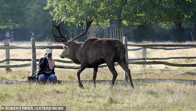 People have been spotted getting dangerously close to deer in London during a very dangerous time of year - mating season (photo, deer in Bushy Park)