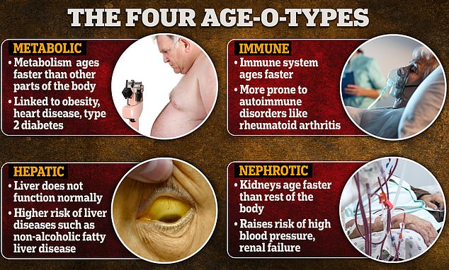 To determine the four classes of aging, Stanford researchers took blood, fecal, genetic material, metabolites, protein and lipid samples over the course of two years to see how people's body systems aged.